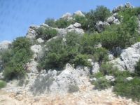 Kalne riogsantys akmenys ir krūmeliai